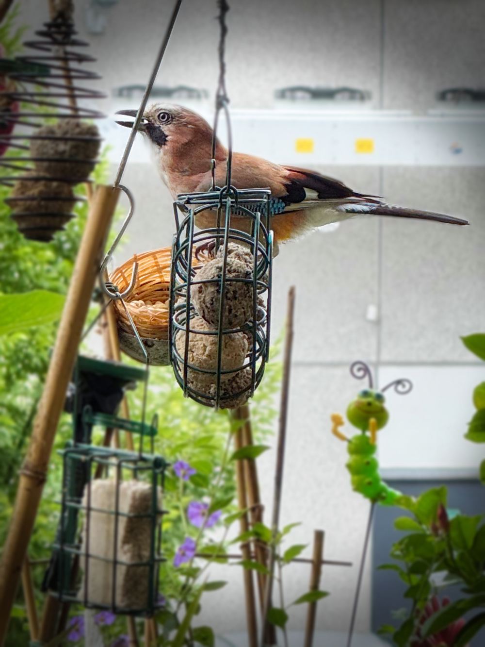 Bild/Foto