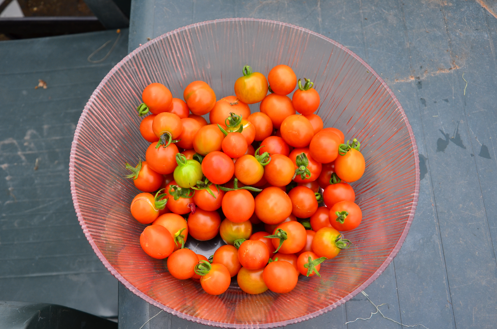 Bowl of picked tomatoes