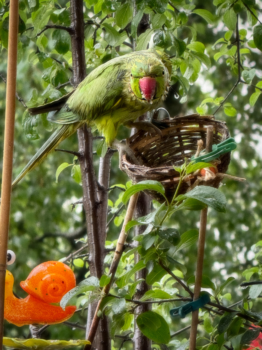 Bild/Foto