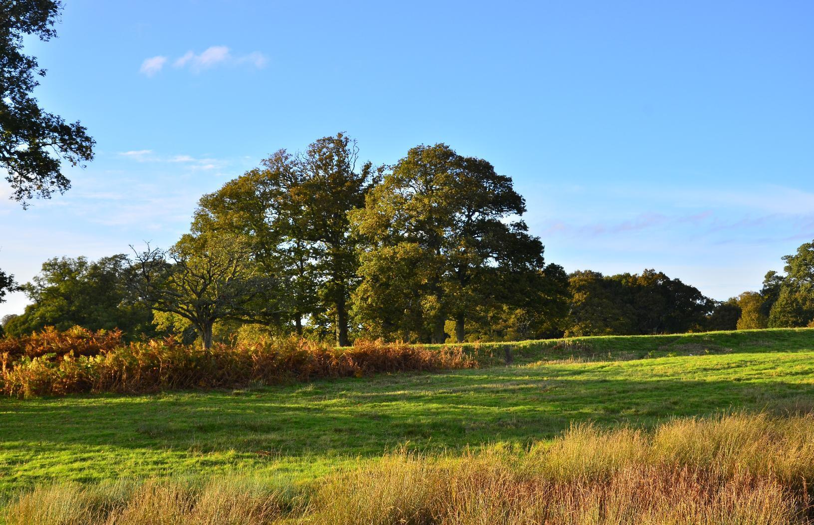 Trees in a field