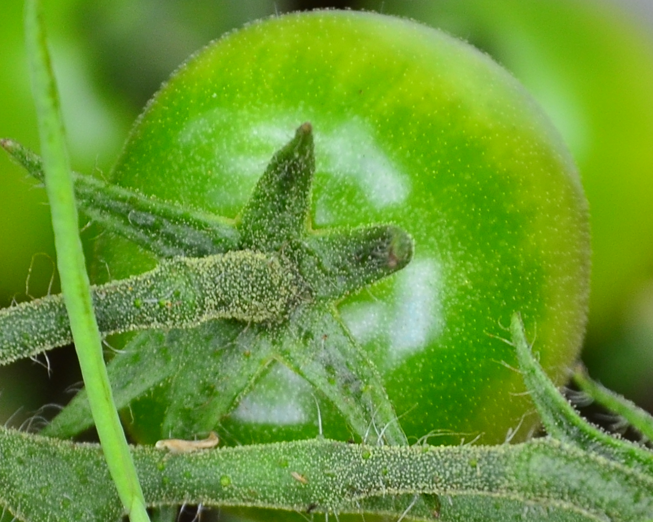 Extreme close up of tomatoa