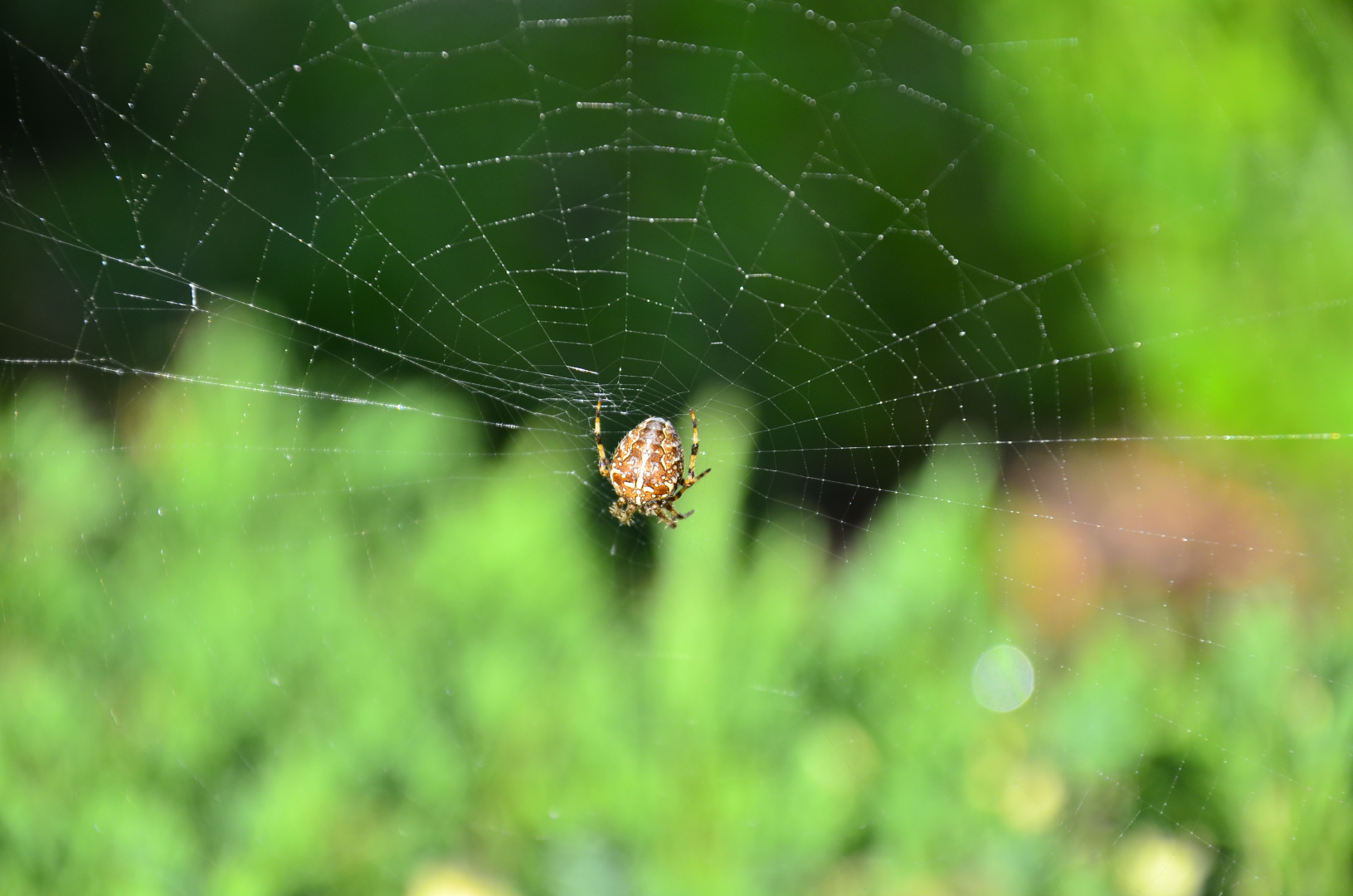 Spider at the hub of its web