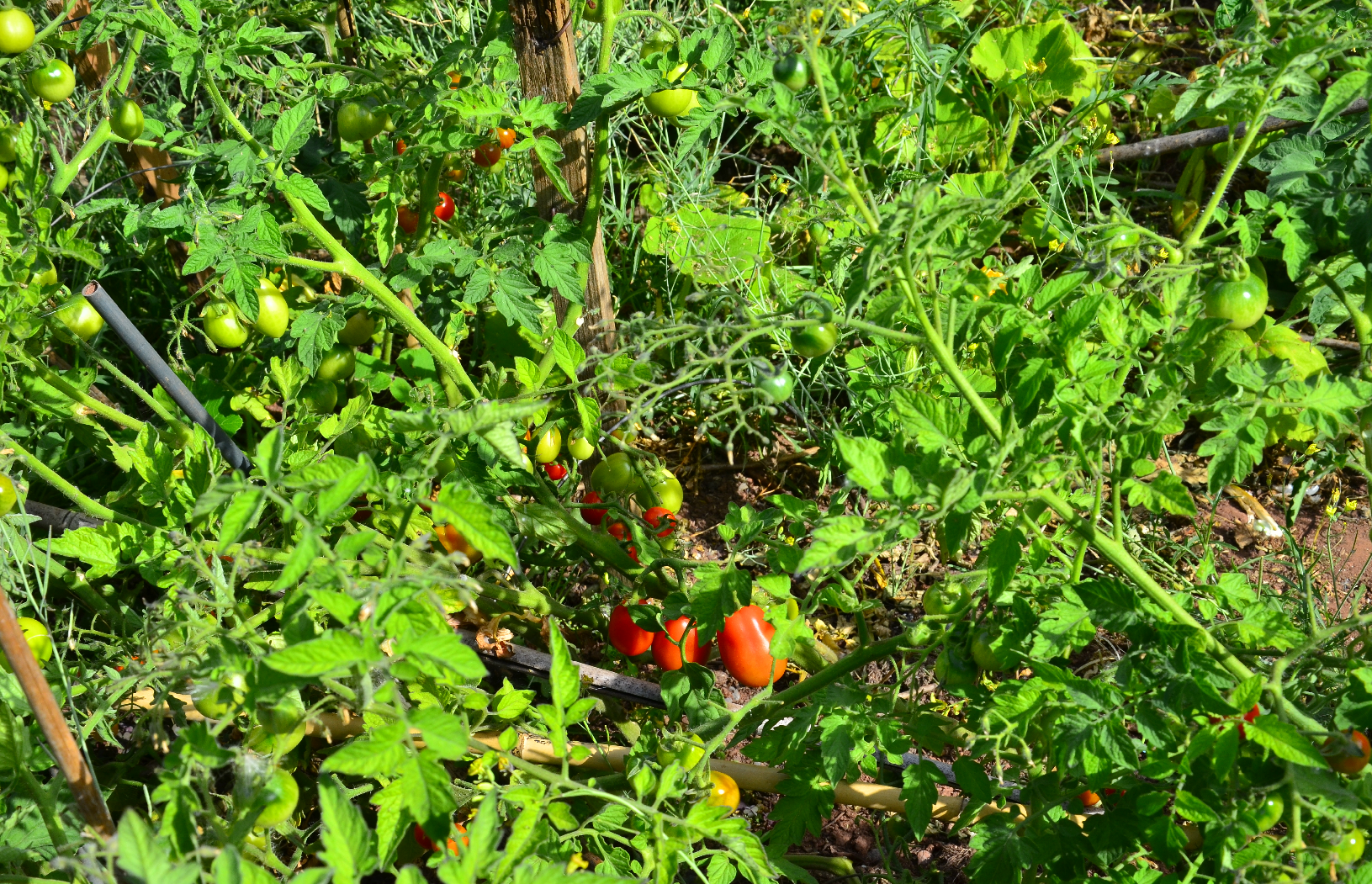 Tomato plants and fruit
