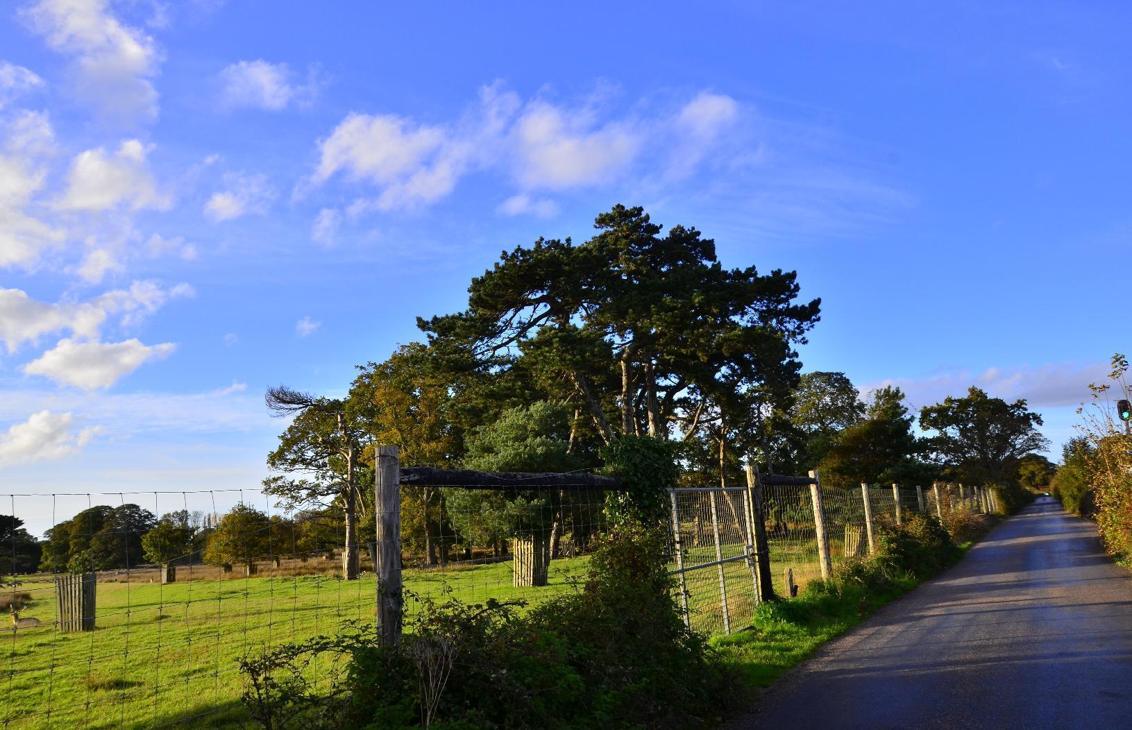 Trees in a field