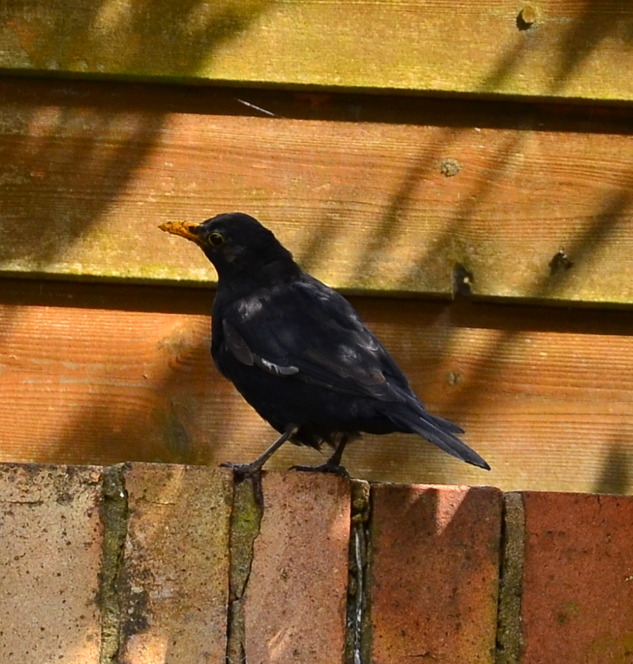 Blackbird on a wall