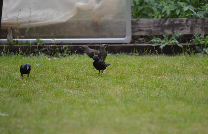 Starlings on a lawn
