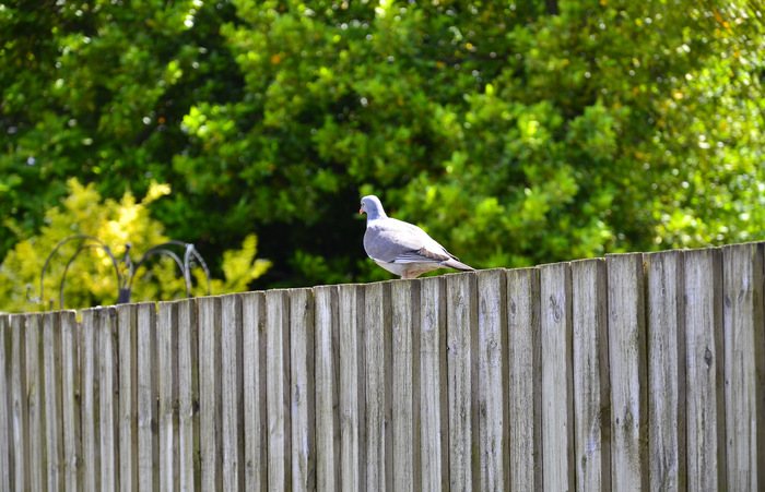 Pigeon on garden fence