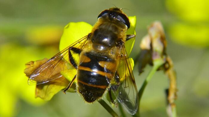 Bee on yellow flower