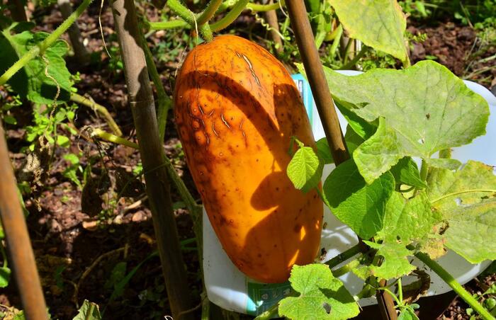 Squash ripening to orange