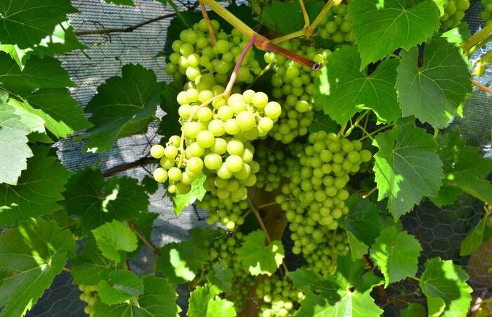 Grapes ripening in the garden
